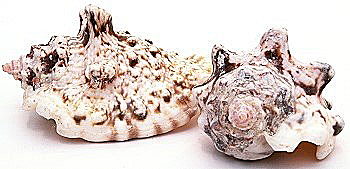 Tropical Conch