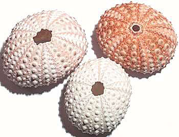 URCHIN