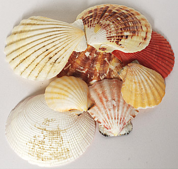 Scallop  shells mix