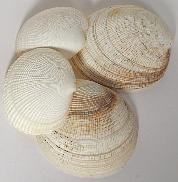 clam shells