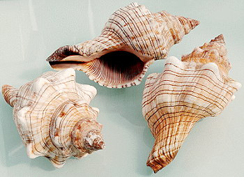 STRIPED FOX CONCH