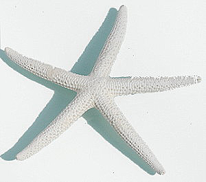 Spikey Starfish