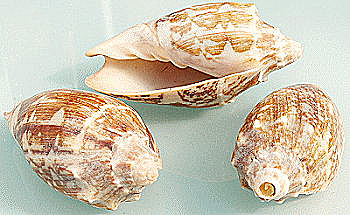 Tropical Conch