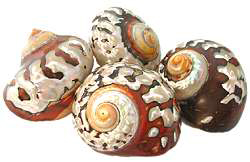 Samaticus