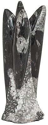 Orthoceras