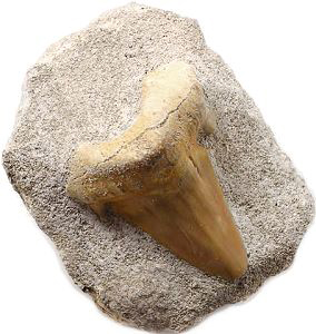 Sharks tooth
