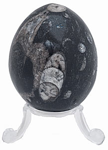 egg