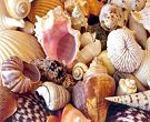 Tropical sea shells beach mix